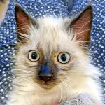Green Cats