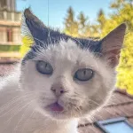 Green Cats