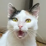 Green Cats