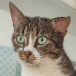 Green Cats