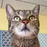 Green Cats