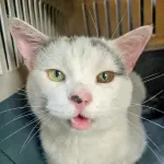 Green Cats