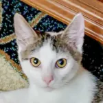 Green Cats