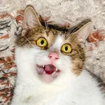 Green Cats