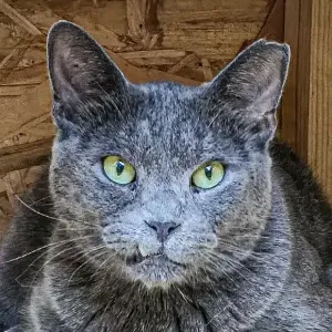 Babiliuță