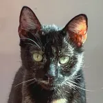 Green Cats