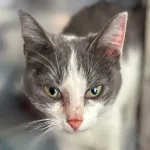 Green Cats