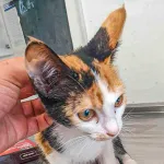 Green Cats