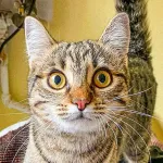 Green Cats