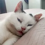 Green Cats