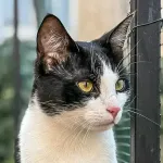 Green Cats