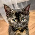 Green Cats