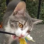 Green Cats