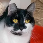Green Cats