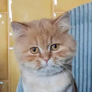 Snickers