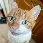 Green Cats