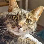 Green Cats