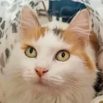 Green Cats