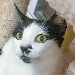 Green Cats