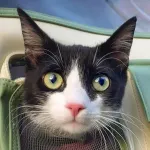 Green Cats