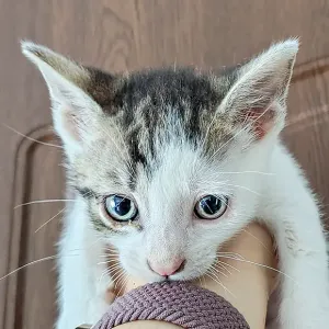 Tarzan