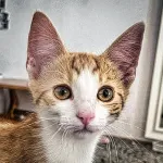 Green Cats