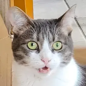 Nala