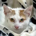Green Cats