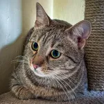 Green Cats