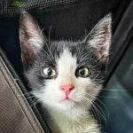 Green Cats