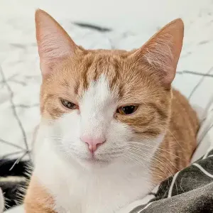 Blonduțu