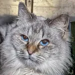 Green Cats