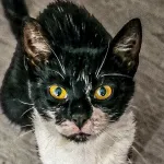 Green Cats