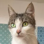 Green Cats