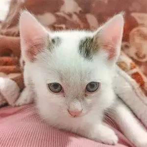 Mochi