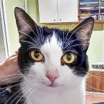 Green Cats