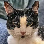Green Cats