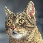 Green Cats