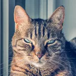 Green Cats
