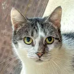 Green Cats