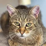 Green Cats