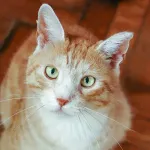 Green Cats
