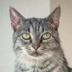 Green Cats