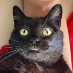 Green Cats